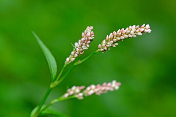 Floh-Knöterich // lady's thumb (Persicaria maculosa)
