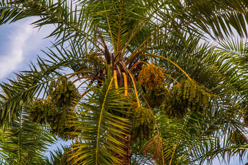 Fototapeta premium palm tree