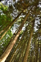 Fototapeta premium Sapins (vue en perspective)