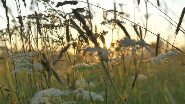 Long stems of milfoil and dry spicules sway in wind against sunset and bright sky in sunny summer evening on meadow macro