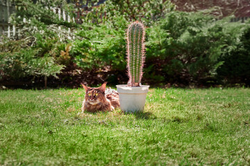 Fototapeta premium Big cat and a cactus on a sunny lawn.
