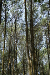 The athmosphere of pinus pengger with a natural background