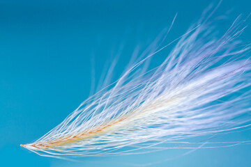 Spikelet on blue background. Close up. Delicate background.