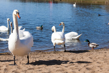 beautiful waterfowl Swan on the lake in the spring