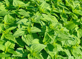 Große Brennnessel, Urtica dioica, Nahaufnahme