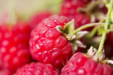 Close up of raspberry. Raspberries with macro in summer garden.