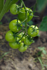 Green tomatoes in the garden with close up. Tomato bunch in summer time.