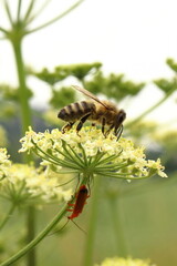 Apis mellifera. Bee and blacksmith. Insects on the herb. Angelica.