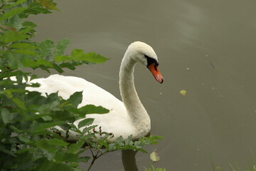 Cygnus. Swan on the pond.