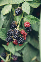 Fresh blackberries in the garden. A bunch of ripe blackberry fruits on a branch with green leaves.Natural background.