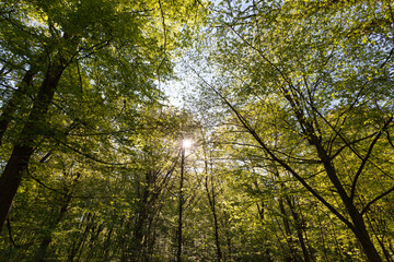 green poplars in the spring season in the forest