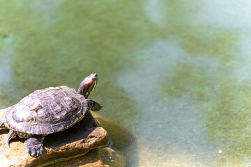 Obraz premium A turtle on a stone in a decorative pond head away from us
