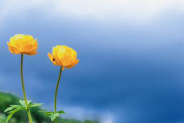 Bright flowers of a globeflower against a blue sky.