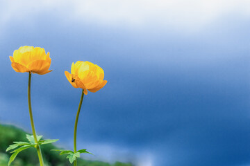 Obraz premium Bright flowers of a globeflower against a blue sky.