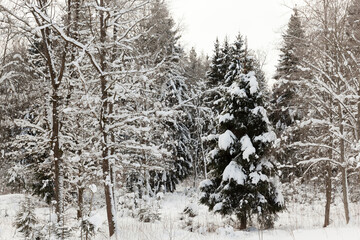 winter season of the year in the forest