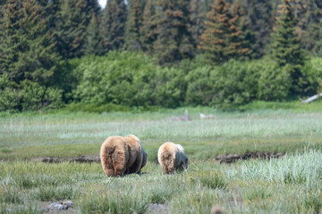 Alaska brown bear, grizzly bear or coastal brown bear in Lake Clark National Park and Preserve, Alaska in the wilderness