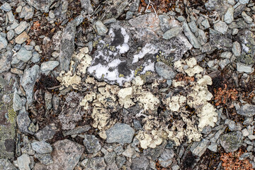 White foliose lichen on rocks in the mountain tundra in the far north.