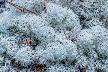 Background of Cladonia rangiferina and Cladonia stellaris - reindeer lichen 