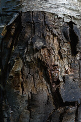 Old and cracked birch bark close up.