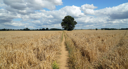 Obraz premium Field of Wheat ready to harvest on a sunny day with blue sky clouds and trees