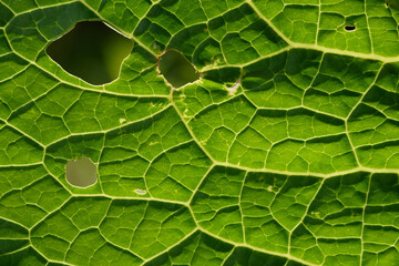 Green leaf close up background.