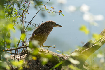 black-crowned night heron, juvenile (?)