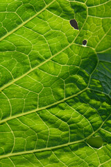 Green leaf close up background.