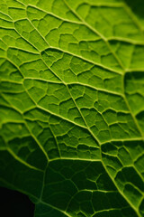 Green leaf close up background.