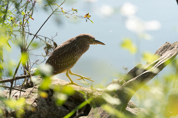 black-crowned night heron, juvenile (?)