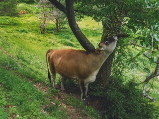 牧場で飼育されている牛