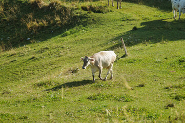 Obraz premium The regional natural park of Lessinia was established with the regional law n. 12, of 30 January 1990 with the aim of protecting the rich naturalistic, environmental, historical and ethnic heritage of