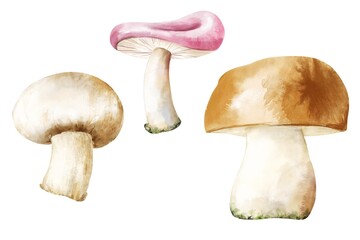 Fall season mushrooms isolated on white background. Botanical illustration.
