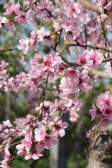 Mandorlo in fiore