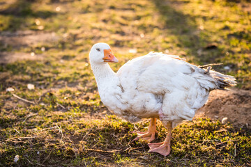 old white goose portait on nature outdoor
