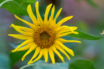 młody kwiat słonecznika