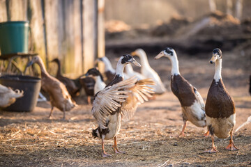 Group of geese walking around yard and garden