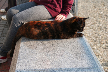 A beautiful fluffy cat walks on the street, lively.