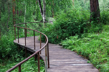 Obraz premium A winding bridge in the forest. Wooden boardwalk in the green forest. A beautiful hiking trail or footpath through the forest.