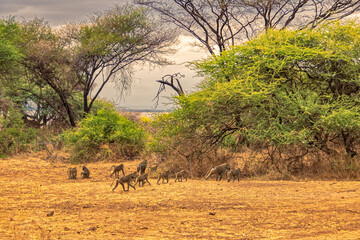 Obraz na płótnie Canvas Tanzania, Serengeti park – Monkey.