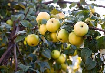 Ripe yellow apples on a tree branch in the garden. Harvest apples.