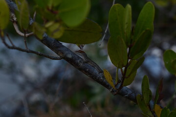 The hiding lizard 