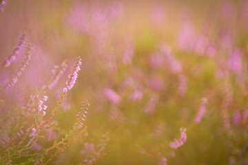 Fototapeta premium Heidekraut (Calluna vulgaris) in der Lüneburger Heide