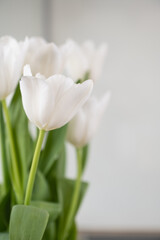 white tulips on a wooden table