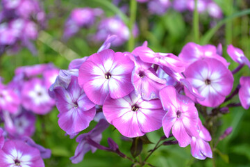 Phlox - bright and delicate summer garden flowers