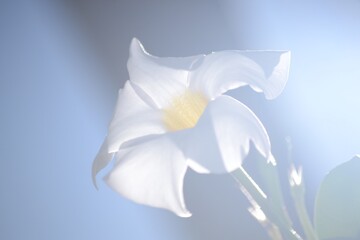 Fototapeta na wymiar white lily on blue