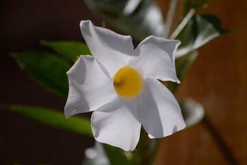 white and daffodil