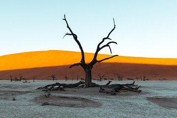 Dead Camelthorn Trees at sunrise