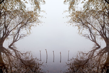 Willow trees perfectly reflected in the river on a foggy autumn morning.