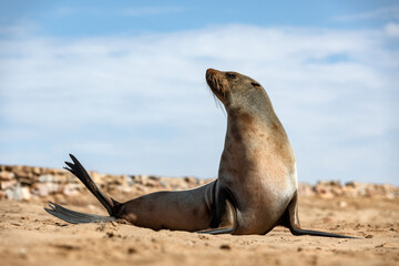 Fur seal enjoy the heat of the sun