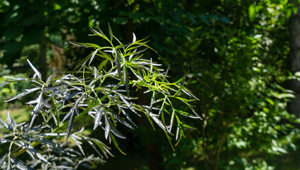 Purple spring leaves of black elder sambucus (Sambucus nigra) porphyrophylla 'Eva'. Black Lace cultivar on dark green background of garden. Selective focus. Nature concept for design